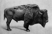 Oran Hoffmann - Fabeln Bison