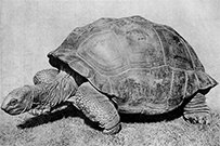 Oran Hoffmann - Fabeln Schildkrote